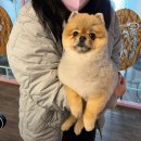 자연애견미용실 이미지