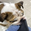 베프반려동물아카데미