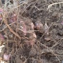 뚱딴지마을 이미지