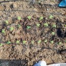 자선종묘사 이미지