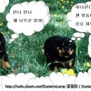 선녀와나무꾼 이미지