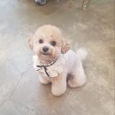 영희와바둑이 애견미용샵 이미지