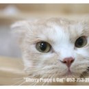 라니네 애견샵 이미지