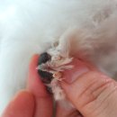 까까줄개 이미지