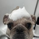 왈로하그루밍 이미지