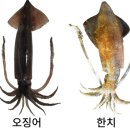 오징어다리