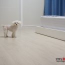 화인애견 이미지