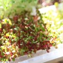 새싹의 아침 이미지