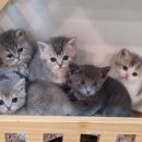 고양이전문점 허니캣 이미지