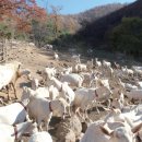 대자축산 이미지