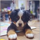 포항애견 이미지