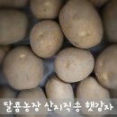 대한농장 | 산지직송이라 더 맛있는 달콤농장 햇감자 수미감자