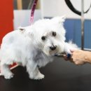 댕댕이미용 이미지