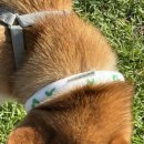 핸독 | [핸독] 강아지 넥쿨러 착용 솔직한 후기, 여름 산책 필수템 (내돈내산)