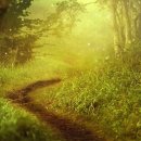 반딧불이 이미지