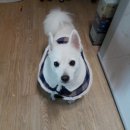 망토 두른 강아지 이미지