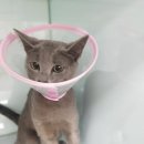 마송 동물병원 이미지