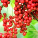 인제16-2 이미지