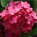 새한농원 이미지