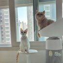 🌿 LG 퓨리케어 에어로캣타워 덕분에 달라진 우리 집사의 일상 – 반려묘와 함께 더 쾌적하게