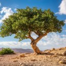 소연식품 | 보스웰리아 캡슐 효능 관절보조식품 소연골콘드레이친 좋은습관 1200플러스 복용 방법