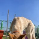 강화애견훈련학교 이미지