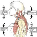 거북목증후군(Forward Head Posture)의 이해 이미지