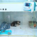 메디펫우리동물병원 네이버블로그