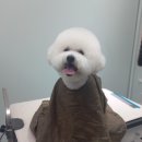 더(The)예쁘개 이미지