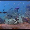 아프리카 말라위호수의 동영상입니다. 이미지