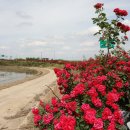 황골장미마을 이미지