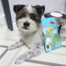히비스독 네이버블로그