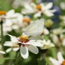 함평나비주유소 이미지