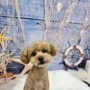 밀리아 펫살롱 이미지