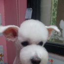 101마리 애견 이미지