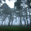 솔밭공원2 이미지