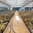 여락송정로 이미지