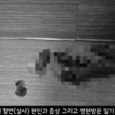 아이원 동물병원 | 고양이 혈변으로 답십리 아이원 동물병원 방문했던 날의 기록