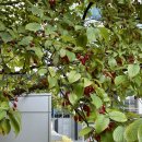 시골보리밥.감자탕 | 가을과 사람 그리고 고기