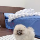 퍼피리트(PUPPY LIT) 이미지