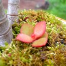 참새와 방앗간 이미지