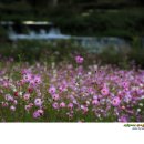 용천리 곡강천 이미지