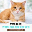 미라클 동물병원 | 군산 고양이 구내염, 전발치 후에도 아픈 이유와 치료 후기 (정읍인근 동물병원)