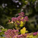 가야2리 이미지