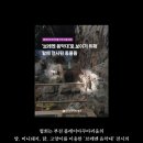서명농장 | [공지] [서명운동] 부천 플레이아쿠아리움에 가지 않겠습니다.