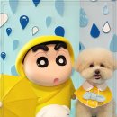 블링블링슈가 이미지