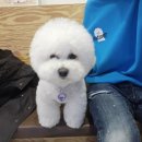 위드멍 애견유치원 | 송파 석촌동 애견카페 위드멍 애견유치원 강아지미용