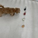 시오꾸꾸 이미지