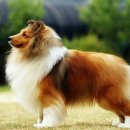 골든베릴셀티 이미지