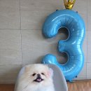 댕가앤쿡 이미지